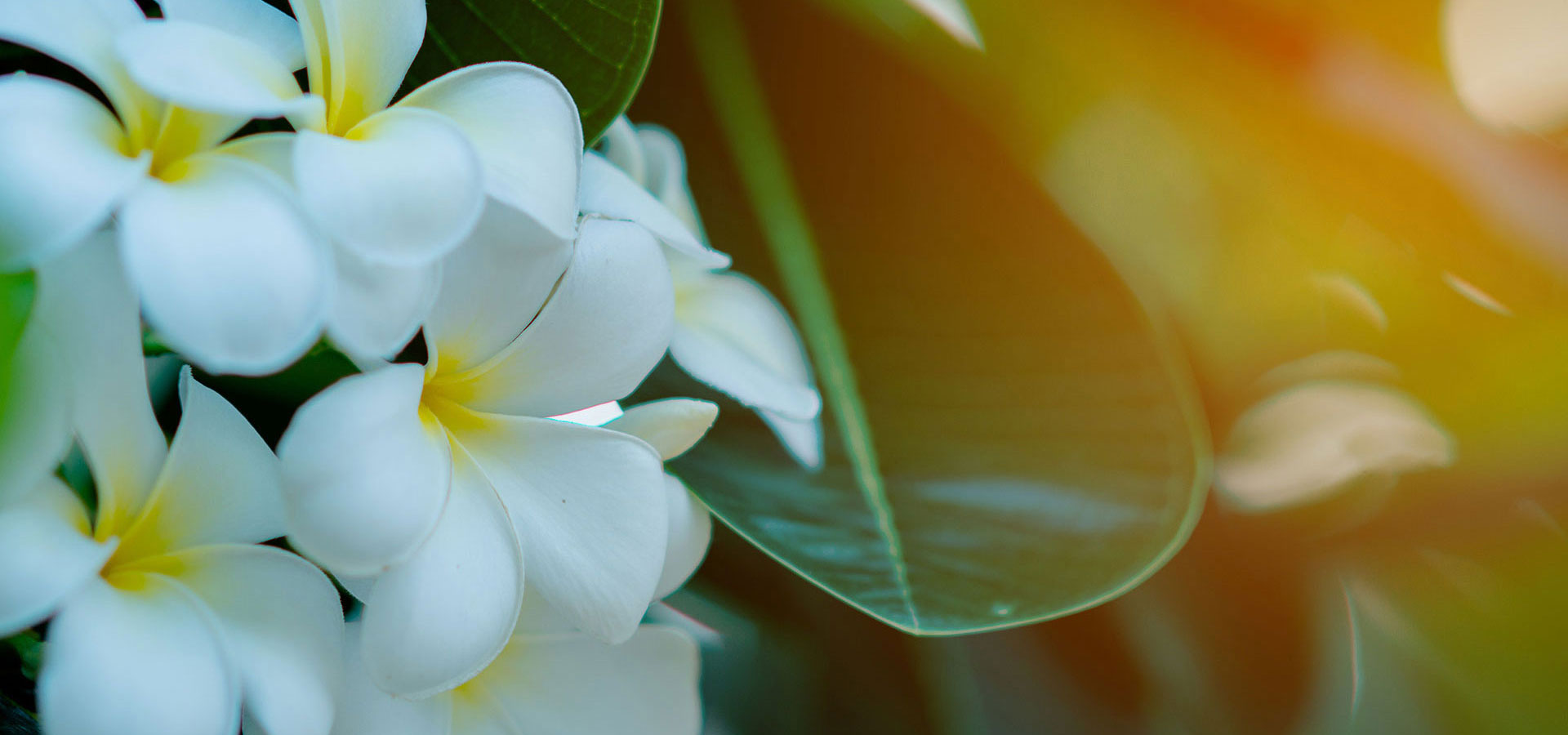 haneliトップ画像